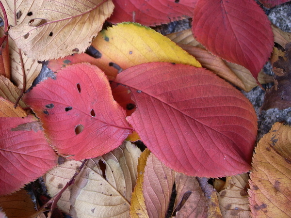 f:id:gzutetsu:20121202125321j:image