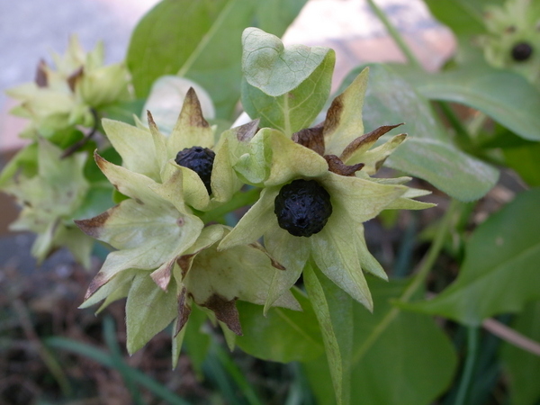 f:id:gzutetsu:20121207104816j:image