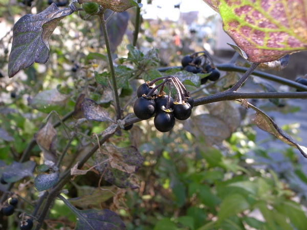 f:id:gzutetsu:20121207104904j:image