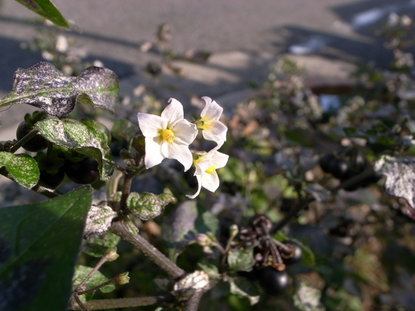 f:id:gzutetsu:20121207105039j:image