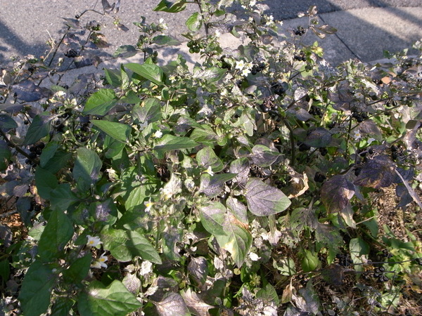 f:id:gzutetsu:20121207105043j:image