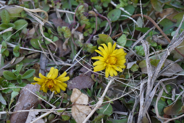 f:id:gzutetsu:20130127154607j:image