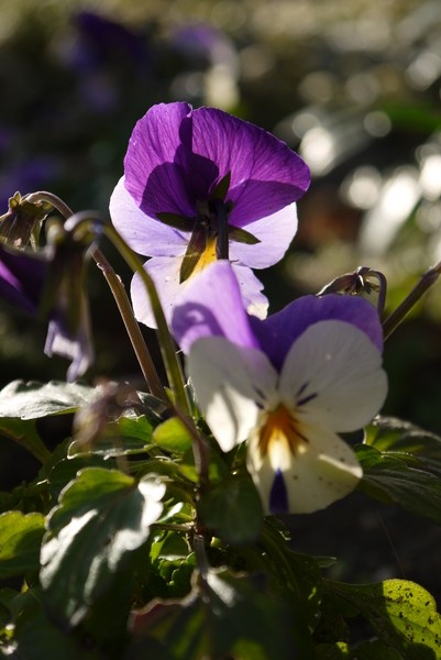 f:id:gzutetsu:20130127155916j:image