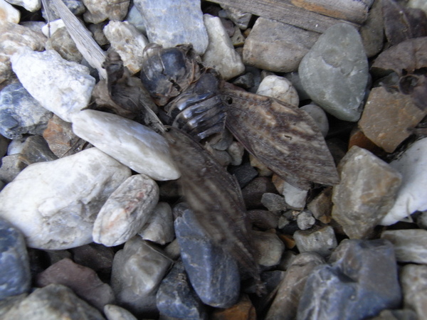 f:id:gzutetsu:20130210162939j:image