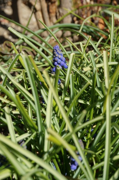 f:id:gzutetsu:20130316093613j:image