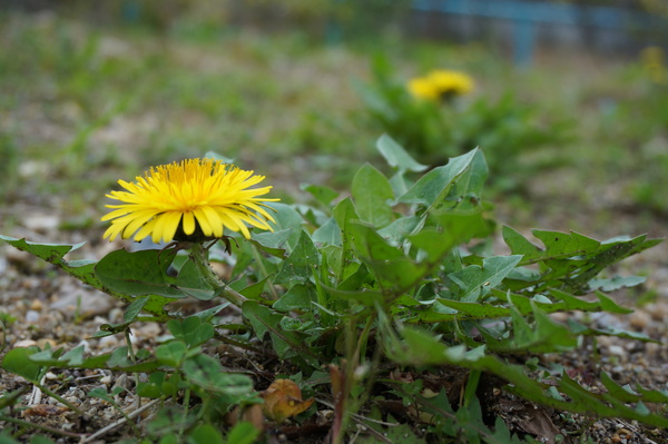 f:id:gzutetsu:20130320123604j:image