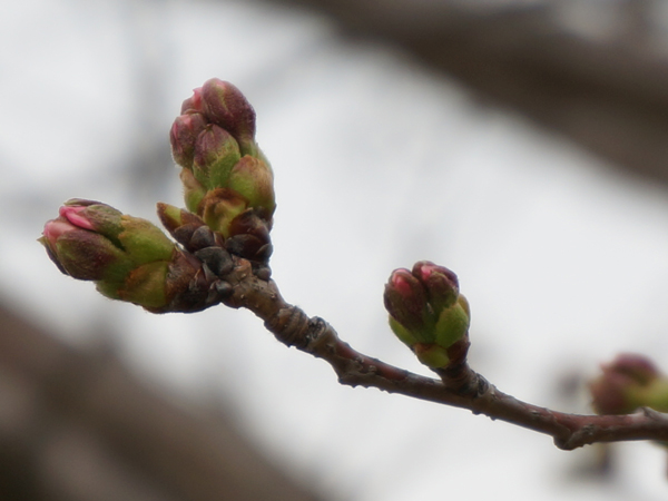 f:id:gzutetsu:20130320201552j:image
