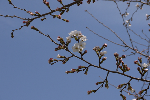 f:id:gzutetsu:20130324100504j:image