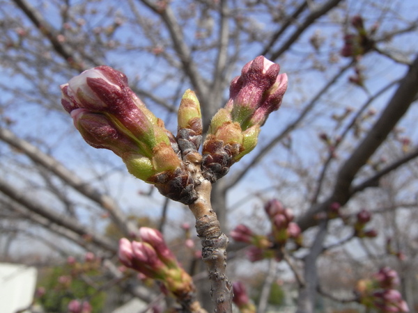 f:id:gzutetsu:20130324102756j:image