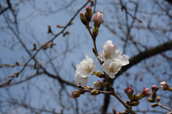 f:id:gzutetsu:20130324110227j:image