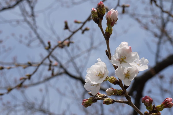f:id:gzutetsu:20130324110253j:image