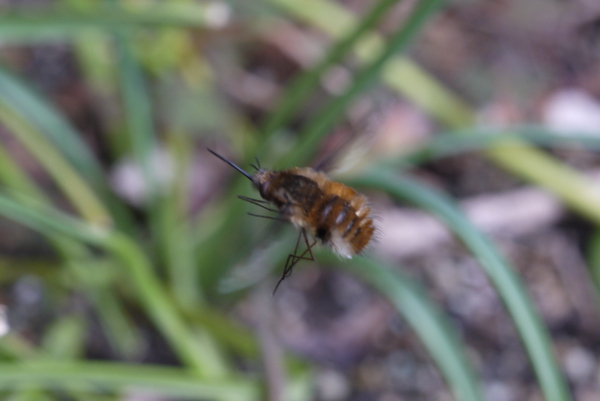 f:id:gzutetsu:20130407083411j:image