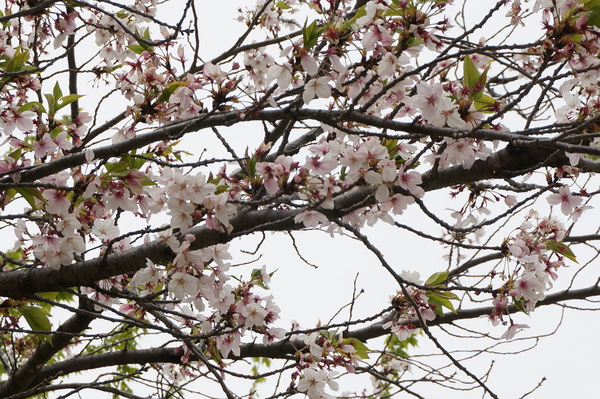 f:id:gzutetsu:20130414140110j:image