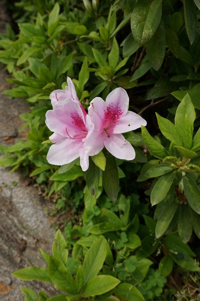 f:id:gzutetsu:20130414140236j:image