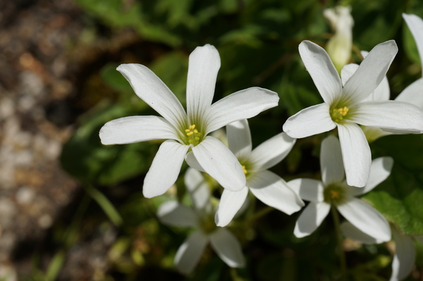f:id:gzutetsu:20130503103448j:image