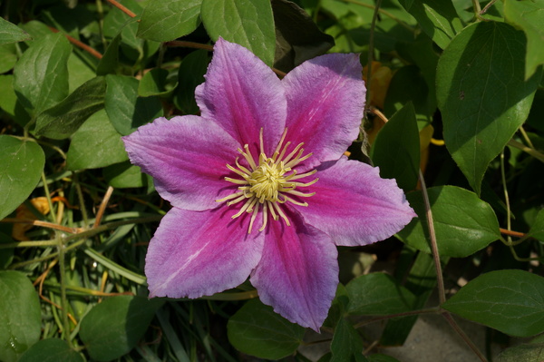 f:id:gzutetsu:20130503103715j:image
