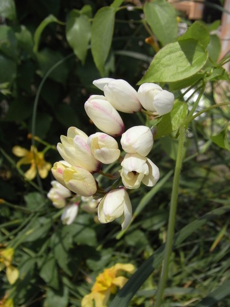 f:id:gzutetsu:20130503105111j:image
