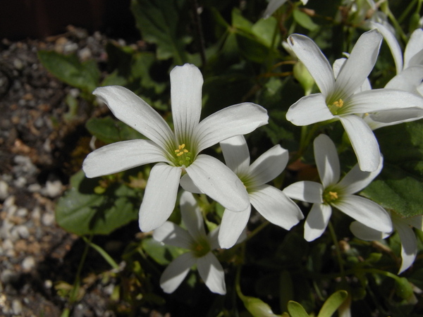 f:id:gzutetsu:20130503105405j:image