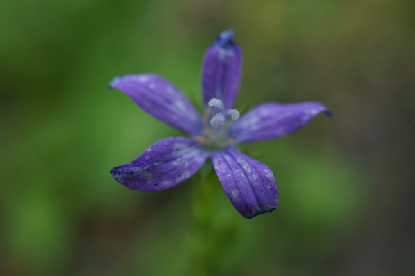 f:id:gzutetsu:20130601144806j:image
