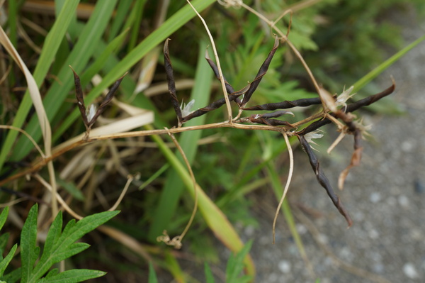 f:id:gzutetsu:20130601145300j:image