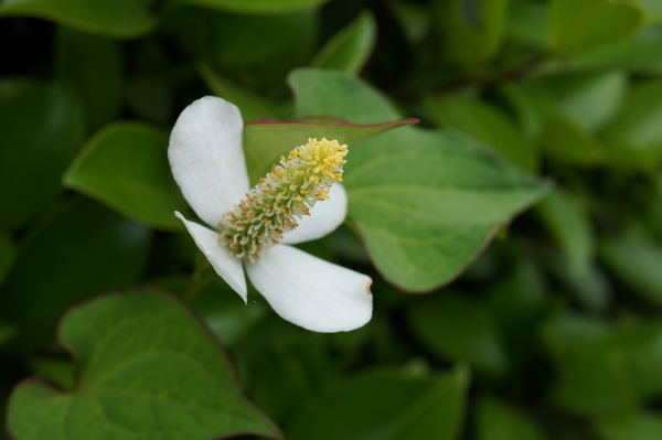 f:id:gzutetsu:20130601151130j:image