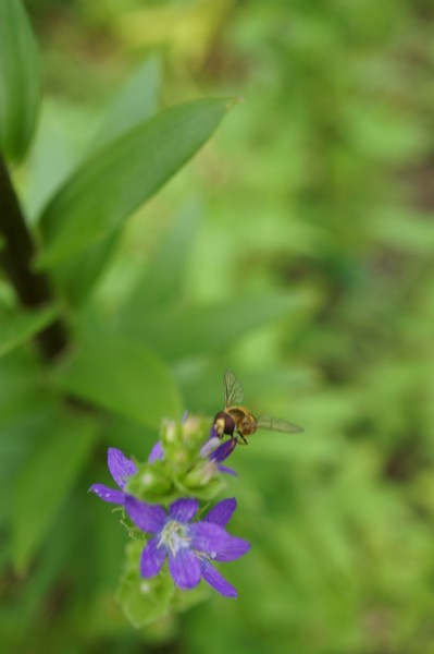 f:id:gzutetsu:20130601152728j:image