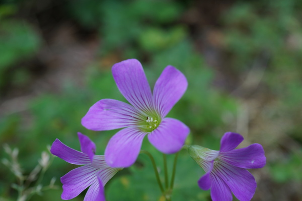 f:id:gzutetsu:20130601153627j:image
