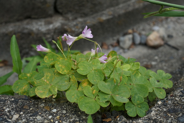 f:id:gzutetsu:20130601154225j:image