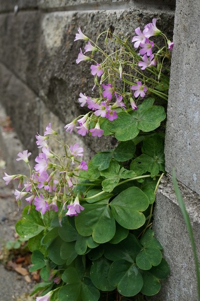 f:id:gzutetsu:20130601154245j:image