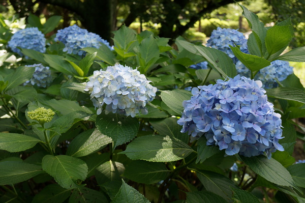 f:id:gzutetsu:20130622141154j:image