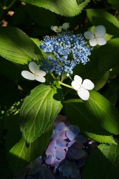 f:id:gzutetsu:20130622141411j:image