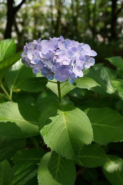 f:id:gzutetsu:20130622141520j:image