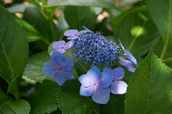 f:id:gzutetsu:20130622141704j:image