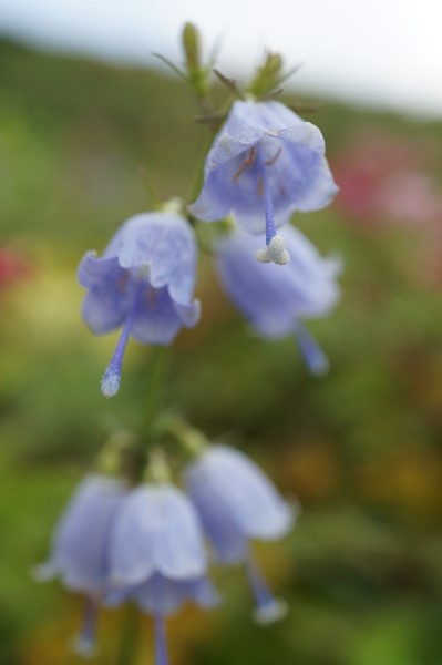 f:id:gzutetsu:20130816131844j:image