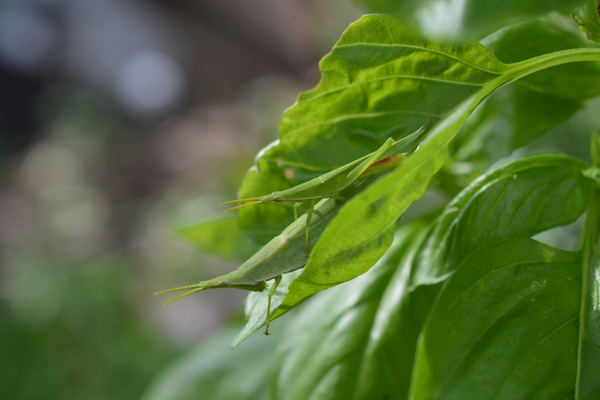 f:id:gzutetsu:20130916144243j:image