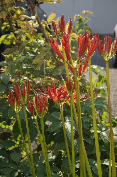 f:id:gzutetsu:20130922145646j:image