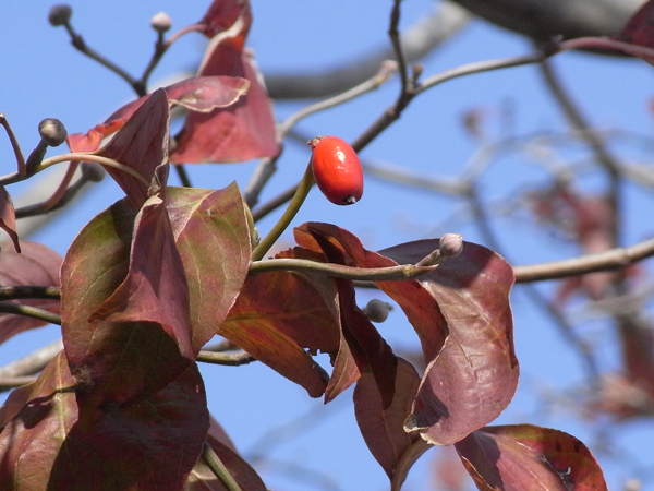 f:id:gzutetsu:20131102182544j:image