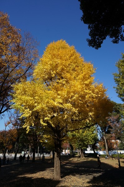 f:id:gzutetsu:20131124112510j:image f:id:gzutetsu:20131124112510j:image