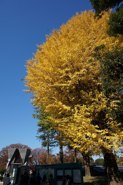 f:id:gzutetsu:20131124112947j:image f:id:gzutetsu:20131124112947j:image