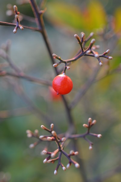 f:id:gzutetsu:20131124155729j:image