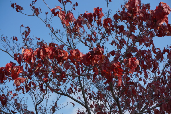 f:id:gzutetsu:20131202092639j:image