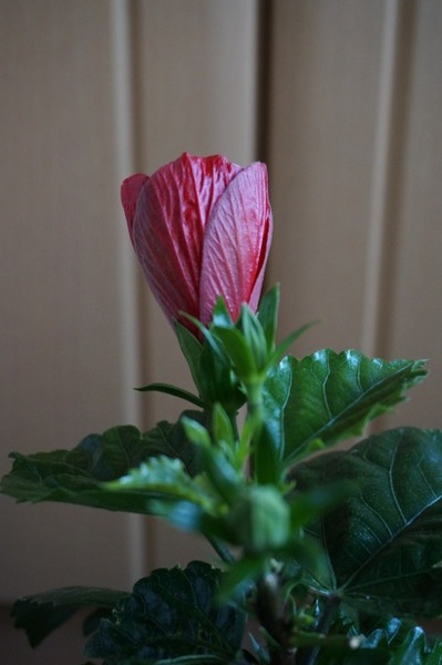 f:id:gzutetsu:20131204080106j:image