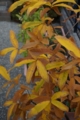 20131204080316