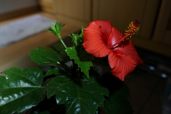 f:id:gzutetsu:20131204232556j:image
