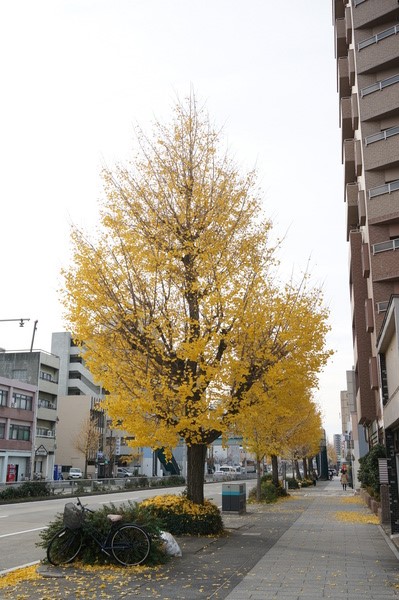 f:id:gzutetsu:20131209084613j:image