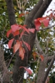 20131209084932