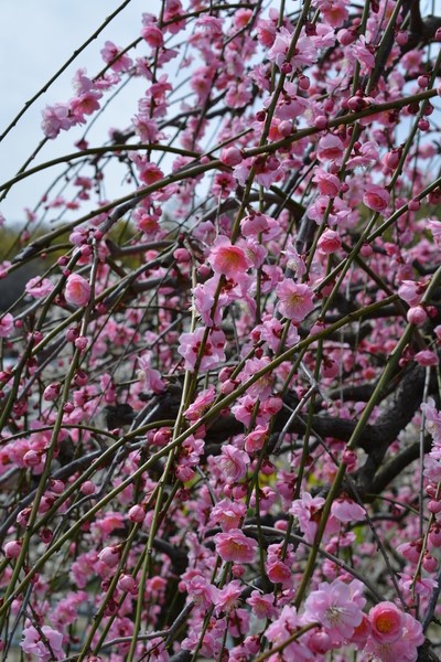 f:id:gzutetsu:20140308113533j:image f:id:gzutetsu:20140308113533j:image