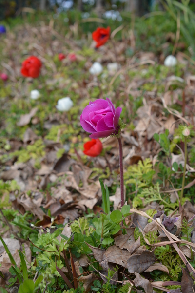 f:id:gzutetsu:20140308113628j:image f:id:gzutetsu:20140308113628j:image
