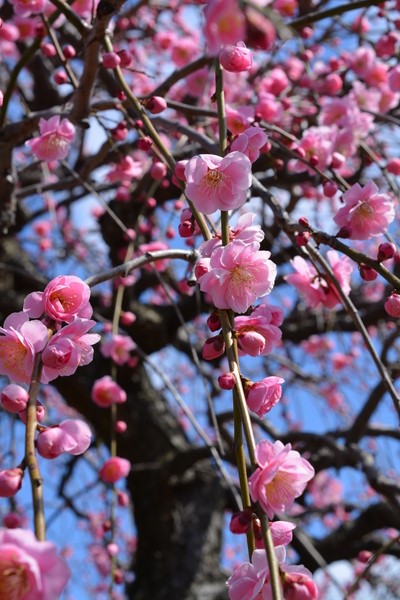 f:id:gzutetsu:20140308115421j:image f:id:gzutetsu:20140308115421j:image
