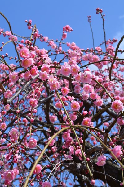 f:id:gzutetsu:20140308115433j:image f:id:gzutetsu:20140308115433j:image